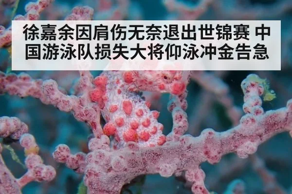 徐嘉余因肩伤无奈退出世锦赛 中国游泳队损失大将仰泳冲金告急